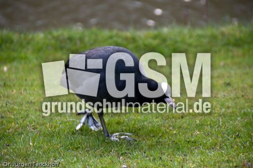 Bläßhuhn (5 von 8).jpg